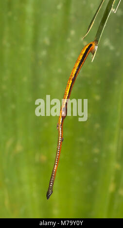 Tiger Leech (Haemadipsa picta) hängt vom Regenwaldblatt neben einem Pfad, der darauf wartet, dass ein Tier vorbeikommt Stockfoto