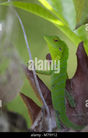Green Crested Lizard (Bronchocela Cristatella) im Regenwald