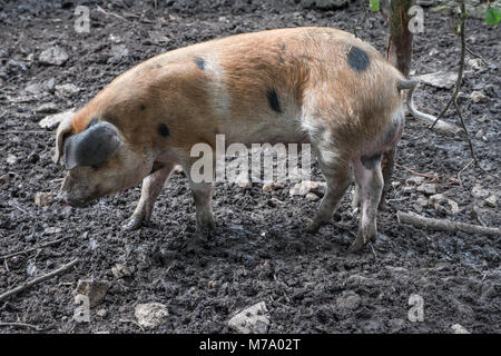 Oxford Sandstrand und schwarzen Schweine Futter in einem Hof. Oxfordshire England UK. Stockfoto