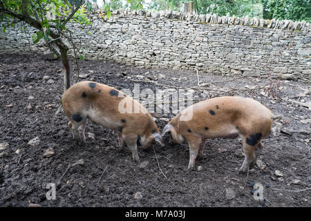 Oxford Sandstrand und schwarzen Schweine Futter in einem Hof. Oxfordshire England UK. Stockfoto