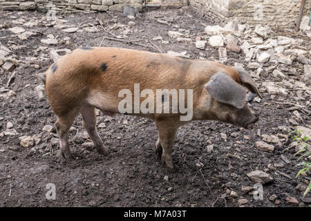 Oxford Sandstrand und schwarzen Schweine Futter in einem Hof. Oxfordshire England UK. Stockfoto