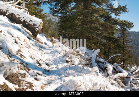 Eine rote Jagdhund entlang der Schnee Küche Gulch Trail auf Babcock Berg bedeckt, in Missoula County im US-Bundesstaat Montana. Stockfoto