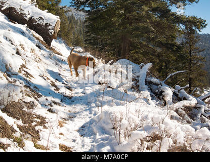 Ein Roter Hund Jagd entlang der schneebedeckten Küche Gulch Trail auf Babcock Berg, in Missoula County im US-Bundesstaat Montana. Stockfoto