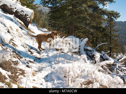 Ein Roter Hund Jagd entlang der schneebedeckten Küche Gulch Trail auf Babcock Berg, in Missoula County im US-Bundesstaat Montana. Stockfoto