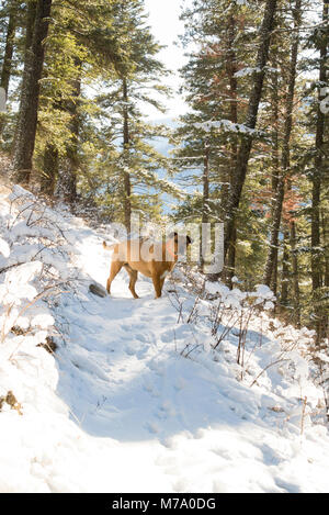 Ein Roter Hund Jagd entlang der schneebedeckten Küche Gulch Trail auf Babcock Berg, in Missoula County im US-Bundesstaat Montana. Stockfoto