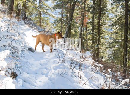 Ein Roter Hund Jagd entlang der schneebedeckten Küche Gulch Trail auf Babcock Berg, in Missoula County im US-Bundesstaat Montana. Stockfoto