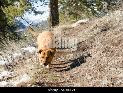 Ein Roter Hund Jagd entlang der Küche Gulch Trail auf Babcock Berg, in Missoula County im US-Bundesstaat Montana. Stockfoto