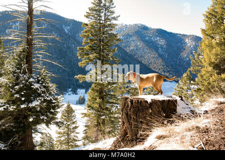 Eine rote Jagdhund mit Blick über das Tal des Mondes von einer Stange auf einem alten Baumstumpf, auf Babcock Berg, in Missoula County im US-Bundesstaat Montana. Stockfoto