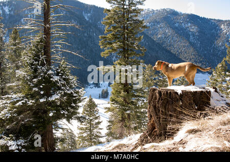 Eine rote Jagdhund mit Blick über das Tal des Mondes von einer Stange auf einem alten Baumstumpf, auf Babcock Berg, in Missoula County im US-Bundesstaat Montana. Stockfoto