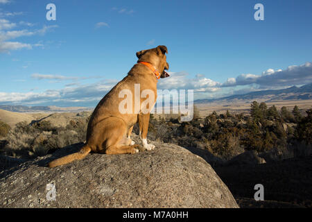 Ein Roter Hund sitzt auf einem Felsen, mit Blick über das Tal von einer hohen Klippe über dem Pipestone, im Silver Bow County, südlich von Butte, Montana Stockfoto