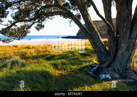 Wurf unter Baum neben dem Tapotupotu Bay Campground, der nächste Campingplatz zum Cape Reinga, North Island, Neuseeland Stockfoto