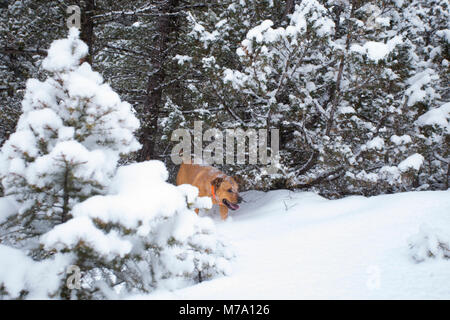 Ein Roter Hund auf der Jagd in den Wäldern in der Nähe der alten Minenstadt Tower, Montana. Turm befindet sich östlich von Philipsburg, in Granit County im US-Bundesstaat Montana. Stockfoto