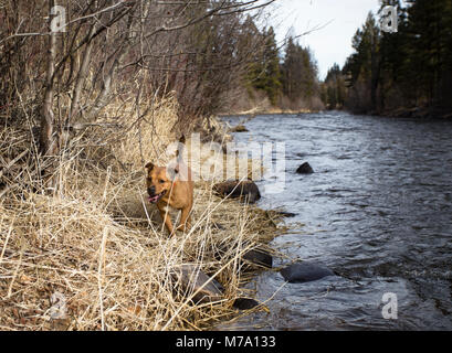 Ein Roter Hund mit einem Hunter orange Kragen, sitzen auf einer Bank, am oberen Ende des Rock Creek, westlich von Philipsburg, in Granit County, Stockfoto