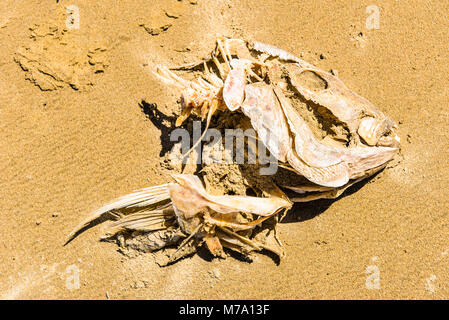 Bleibt der große Fisch am Ninety Mile Beach, North Island, Neuseeland Stockfoto