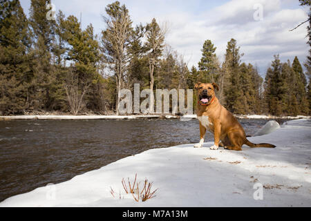 Ein Roter Hund mit einem Hunter orange Kragen, sitzen auf einer Bank, am oberen Ende des Rock Creek, westlich von Philipsburg, in Granit County im US-Bundesstaat Montana. Stockfoto