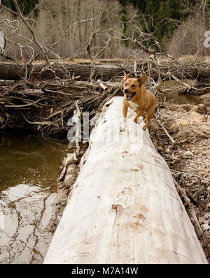 Ein Roter Hund mit einem Hunter orange Kragen spielen auf einem Log Jam auf Rock Creek, im Tal des Mondes, in Missoula County im US-Bundesstaat Montana. Stockfoto