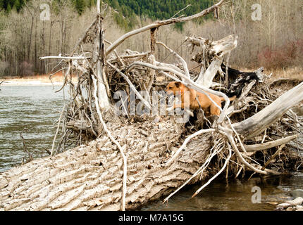 Ein Roter Hund mit einem Hunter orange Kragen spielen auf einem Log Jam auf Rock Creek, im Tal des Mondes, in Missoula County im US-Bundesstaat Montana. Stockfoto