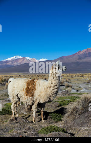 Die Anden-Landschaft mit Herde von Lamas, mit dem Vulkan Parinacota auf Hintergrund. Stockfoto