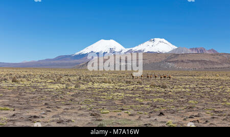 Andengemeinschaft Panorama: Gruppe von Vicuña (Vicugna vicugna vicugna) oder in Sajama Nationalpark, Bolivien. Bereich der Anden. Vikunjas leben in Höhen von 3.200 Stockfoto