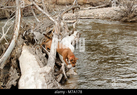 Ein Roter Hund mit einem Hunter orange Halsband klettern auf einem Log Jam auf Rock Creek, im Tal des Mondes, in Missoula County im US-Bundesstaat Montana. Stockfoto