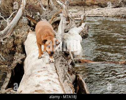 Ein Roter Hund mit einem Hunter orange Kragen spielen auf einem Log Jam auf Rock Creek, im Tal des Mondes, in Missoula County im US-Bundesstaat Montana. Stockfoto