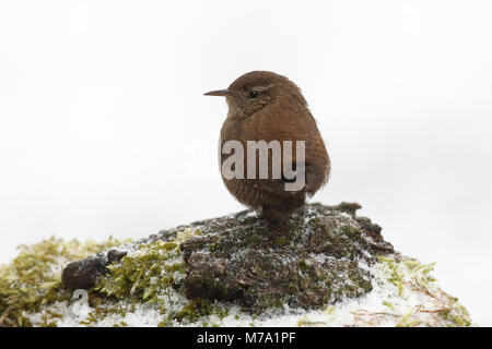 - Eurasin zaunkönig Troglodytes troglodytes Stockfoto