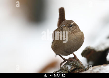 - Eurasin zaunkönig Troglodytes troglodytes Stockfoto