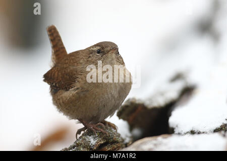 - Eurasin zaunkönig Troglodytes troglodytes Stockfoto