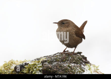 - Eurasin zaunkönig Troglodytes troglodytes Stockfoto