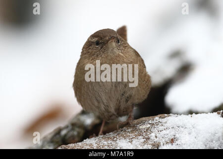 - Eurasin zaunkönig Troglodytes troglodytes Stockfoto