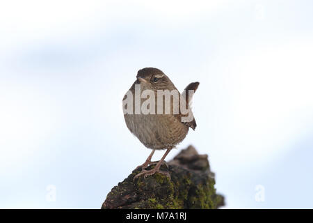 - Eurasin zaunkönig Troglodytes troglodytes Stockfoto