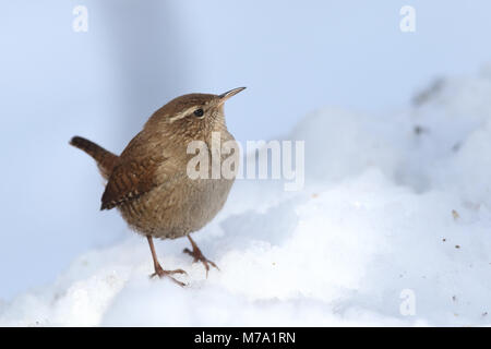 - Eurasin zaunkönig Troglodytes troglodytes Stockfoto