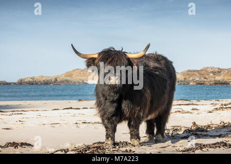 Kuh auf bosta Strand, Insel Lewis, Äußere Hebriden, Schottland Stockfoto