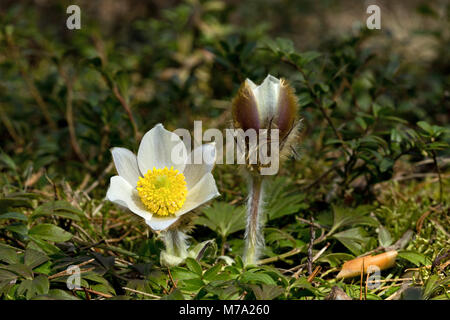 Feder Küchenschelle (Pulsatilla Vernalis) Blüte im Kiefernwald in der Nähe von Lahti, Finnland Stockfoto