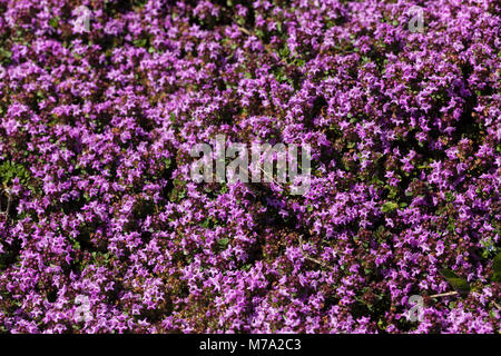 Schleichende Thymian (Thymus Islandstimjan pseudolanuginosus) Stockfoto