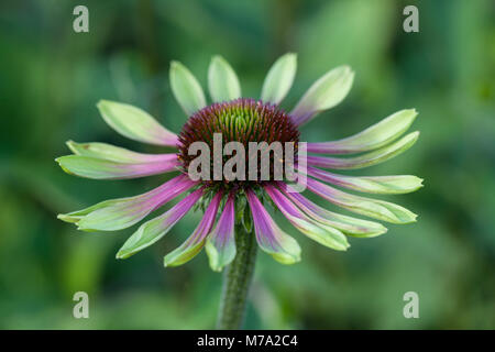 'Green Envy' Sonnenhut rudbeckia, Röd (Echinacea purpurea) Stockfoto