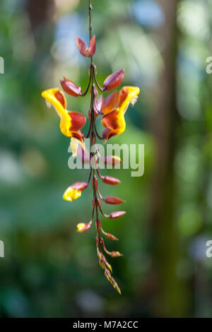 Indische Clock Weinstock, Praktthunbergia (Thunbergia mysorensis) Stockfoto