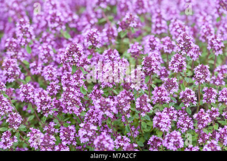 "Purpurrosa 'Zitrone Thymian (Thymus pulegioides) Stortimjan Stockfoto