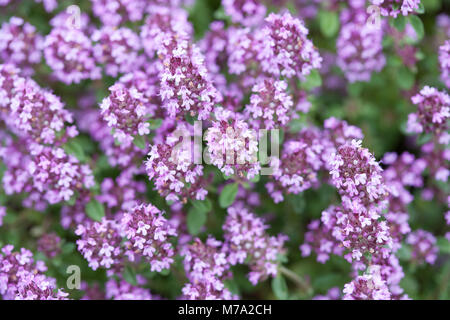 "Purpurrosa 'Zitrone Thymian (Thymus pulegioides) Stortimjan Stockfoto