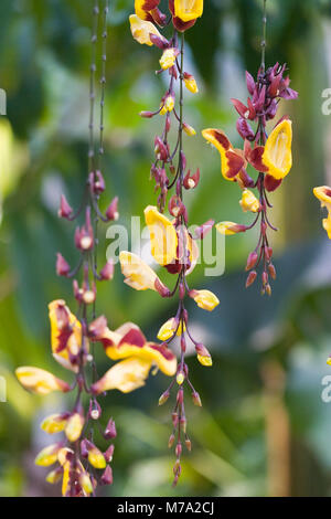 Indische Clock Weinstock, Praktthunbergia (Thunbergia mysorensis) Stockfoto