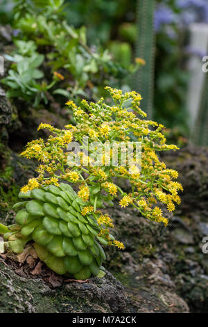 Baum Hauswurz, Disc Hauswurz (Aeonium glandulosum) Stockfoto