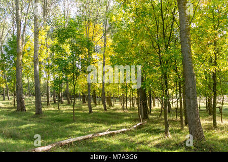 Sun lichtdurchfluteten Laubwald im Spätsommer Stockfoto