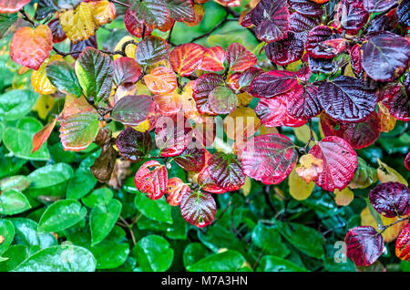 Herbst Szene mit Buche Blätter in den Farben Rot, Gelb, Orange und Lila, noch nass nach den jüngsten Regenfällen Stockfoto