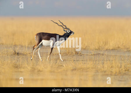 Eine feine erwachsenen männlichen Hirschziegenantilope (Antilope cervicapra) am Tal Chhapar Heiligtum in Rajasthan, Indien Stockfoto