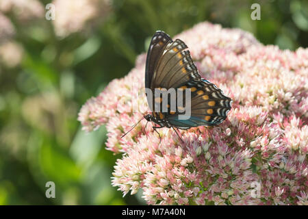 03418-01009 rot-gepunktete Violett (Limenitis arthemis) auf Joe Pye Unkraut (Eutrochium Purpureum) Marion Co.IL Stockfoto