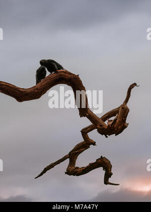 Halloween liebe Vögel im Park. Silhouette von zwei Vögel auf einem toten Niederlassung in Richmond Park, London. Alter Baum und dunkler Himmel bei Sonnenuntergang. Stockfoto