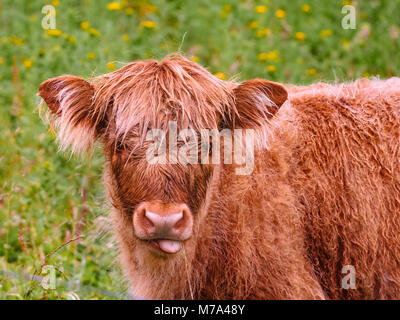 Neugierig highland Kalb in ein grünes Feld. Süße hairy Highlander mit Blick auf die Kamera und das Kauen etwas Gras beim Weiden auf der Farm in Aberdeenshire. Stockfoto