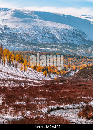 Eine perfekte Mischung aus Herbst und Winter in den Altai Gebirge. Wasser fließt durch das rote Büsche und gelbe Lärchen. Stockfoto