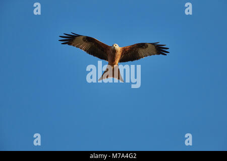 Unter Seitenansicht Milvus milvus Rotmilan gegen den blauen Himmel auf der Suche nach der nächsten Mahlzeit Stockfoto