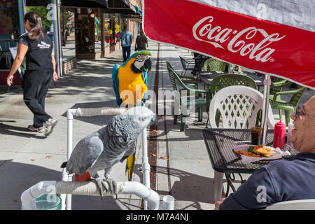 Ältere Kunden mit zwei Papageien in Sidewalk Cafe im Main Street Mall in Grand Junction, Colorado, USA Stockfoto